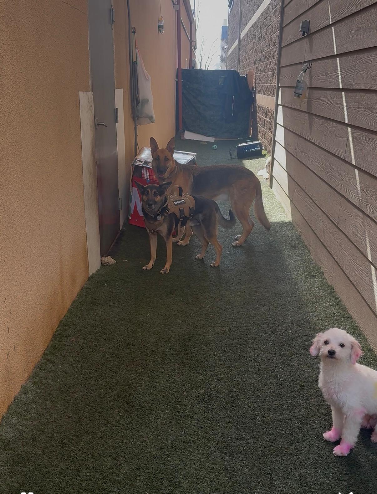 Dogs playing outdoors on turf at Tails Spa & Boutique boarding area