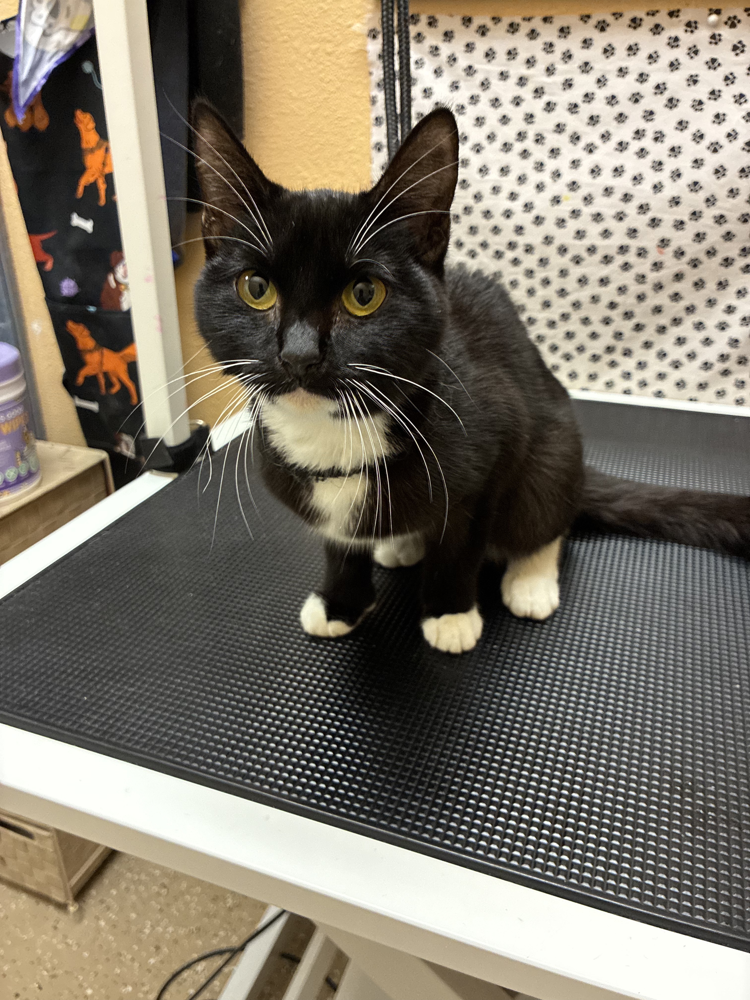 Tuxedo cat with bright golden eyes on grooming table at Tails Spa & Boutique