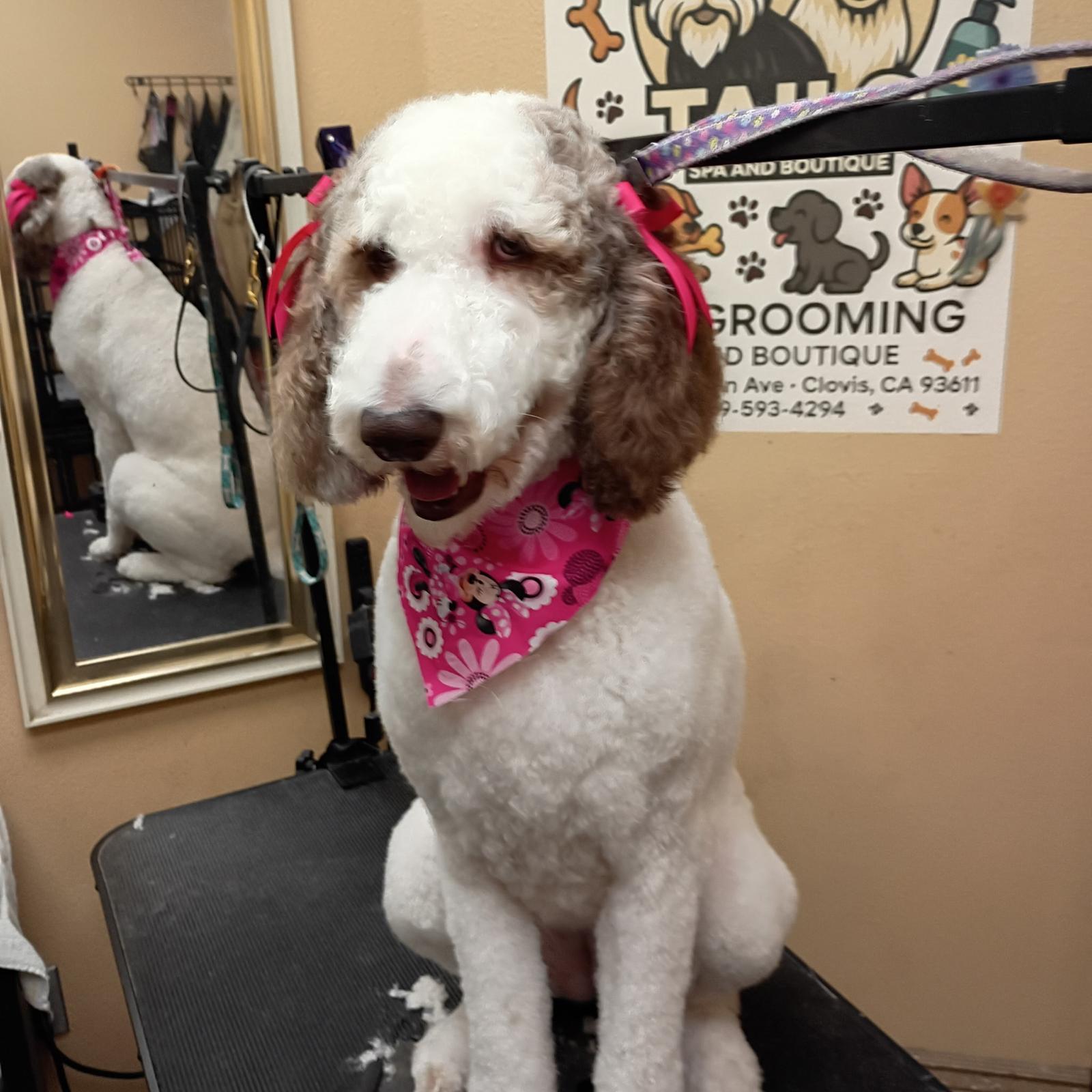 Freshly groomed poodle mix with pink bandana at Tails Spa & Boutique grooming station