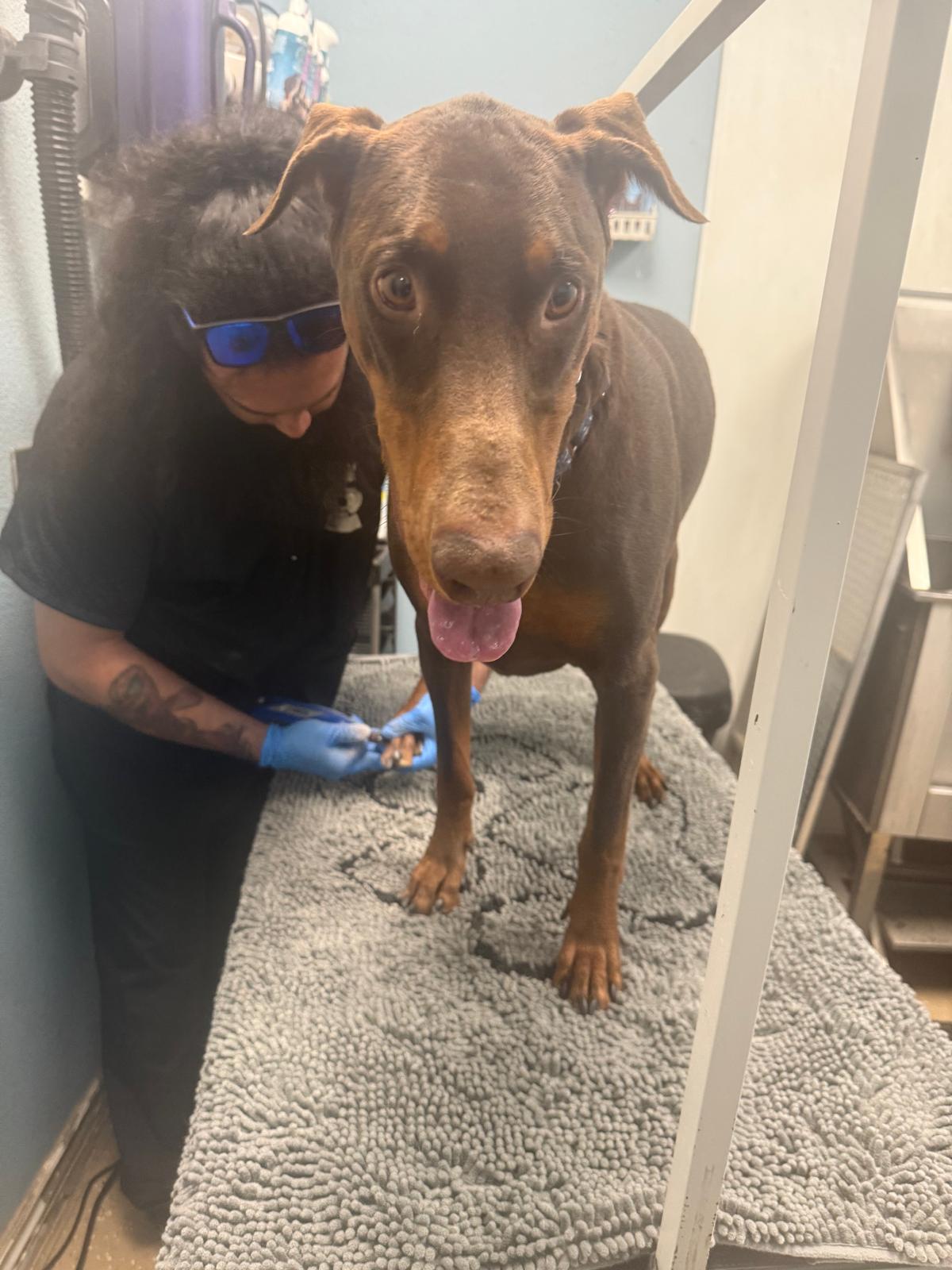 Doberman getting nail care spa treatment at Tails Spa & Boutique